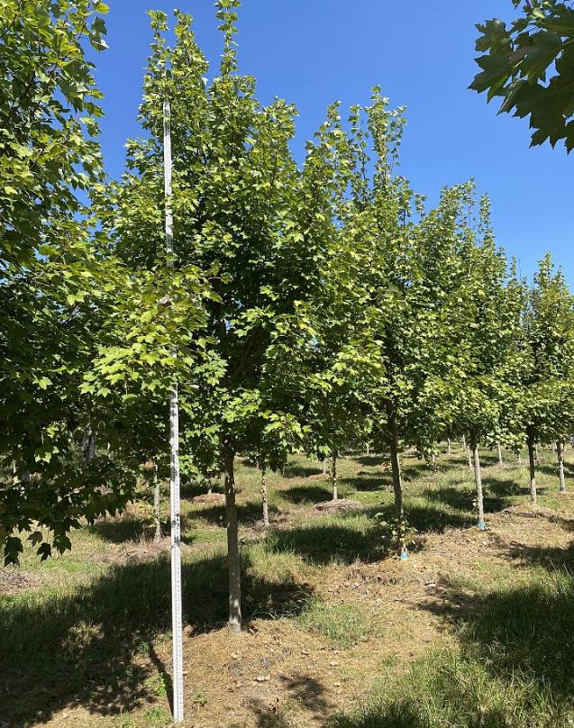 Acer rubrum 'October Glory' Red Maple