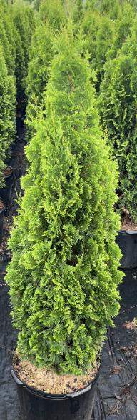 Arborvitae Thuja occidentalis 'DeGroot's Spire' , False White Cedar