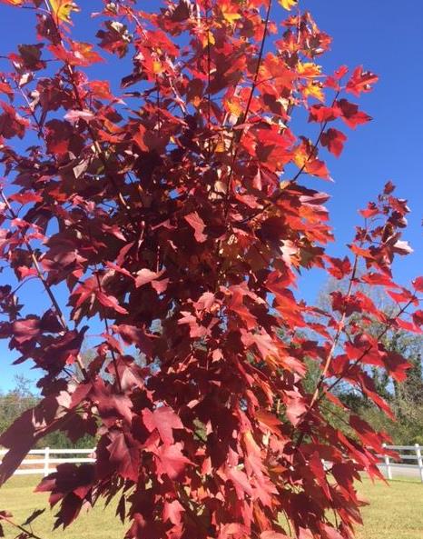 Autumn Blaze Red Maple ('Acer x freemanii 'Jeffersred' Freeman Red Maple)