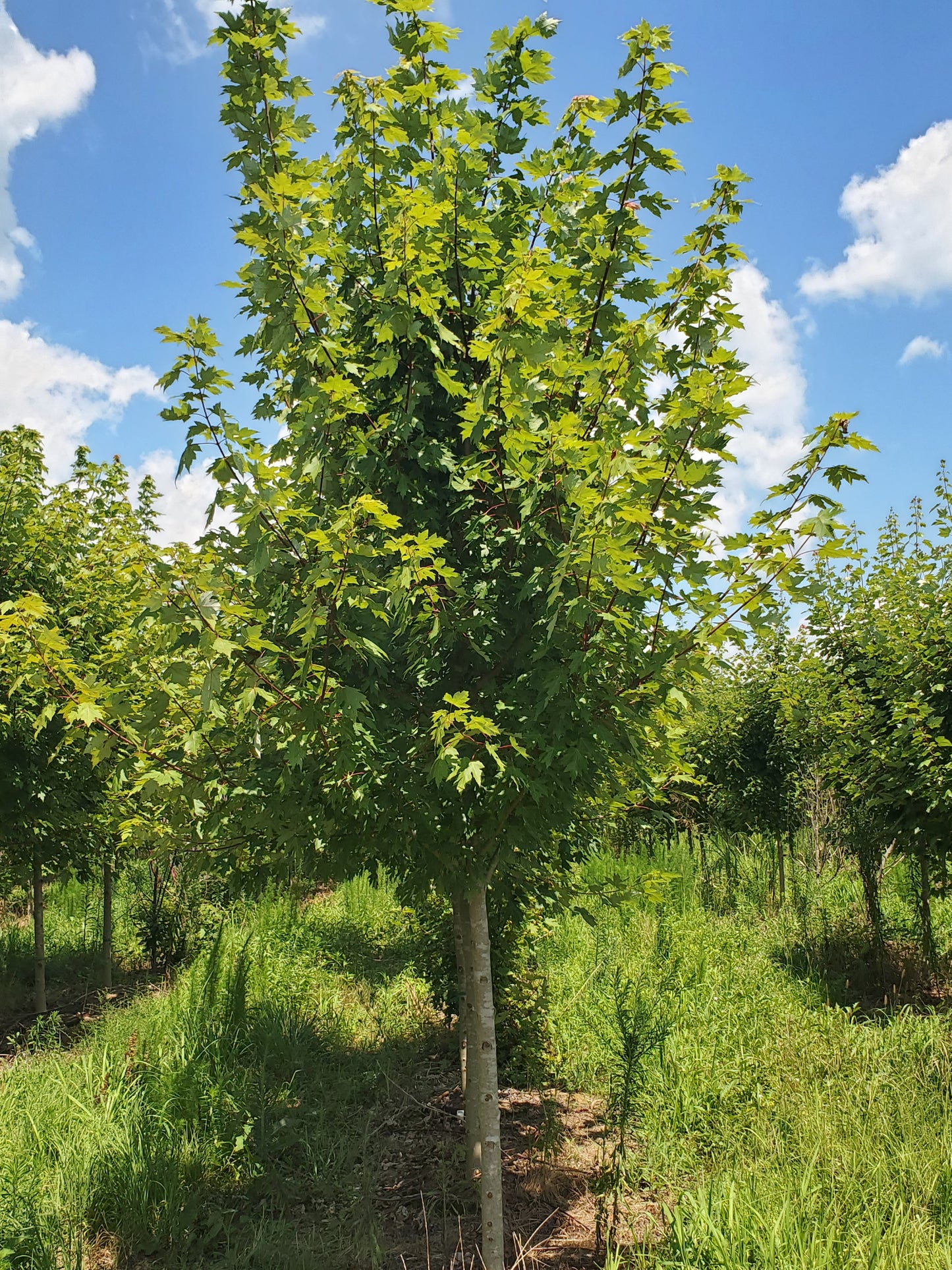 Autumn Blaze Red Maple ('Acer x freemanii 'Jeffersred' Freeman Red Maple)