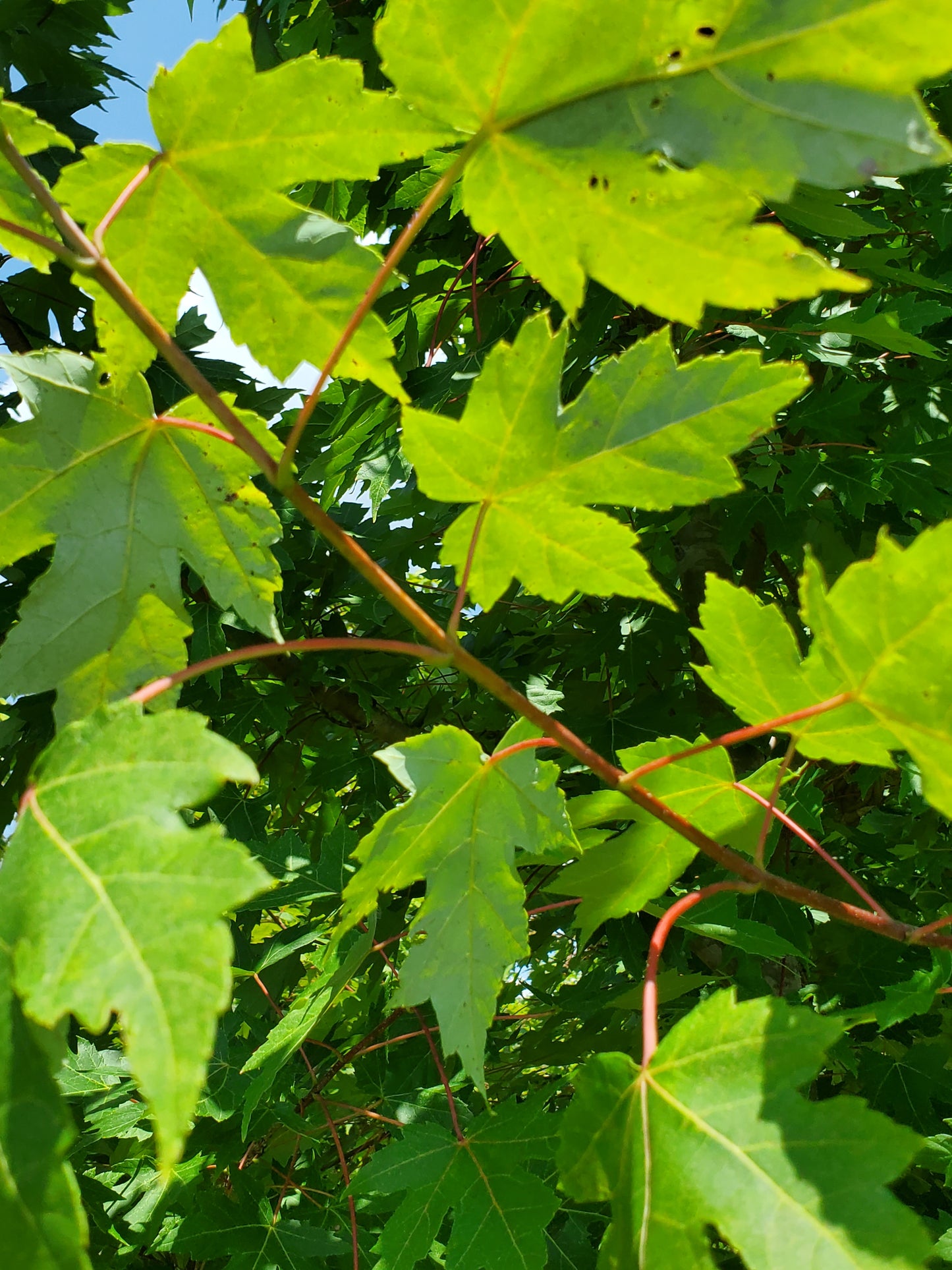 Autumn Blaze Red Maple ('Acer x freemanii 'Jeffersred' Freeman Red Maple)
