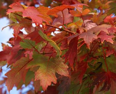 Autumn Blaze Red Maple ('Acer x freemanii 'Jeffersred' Freeman Red Maple)