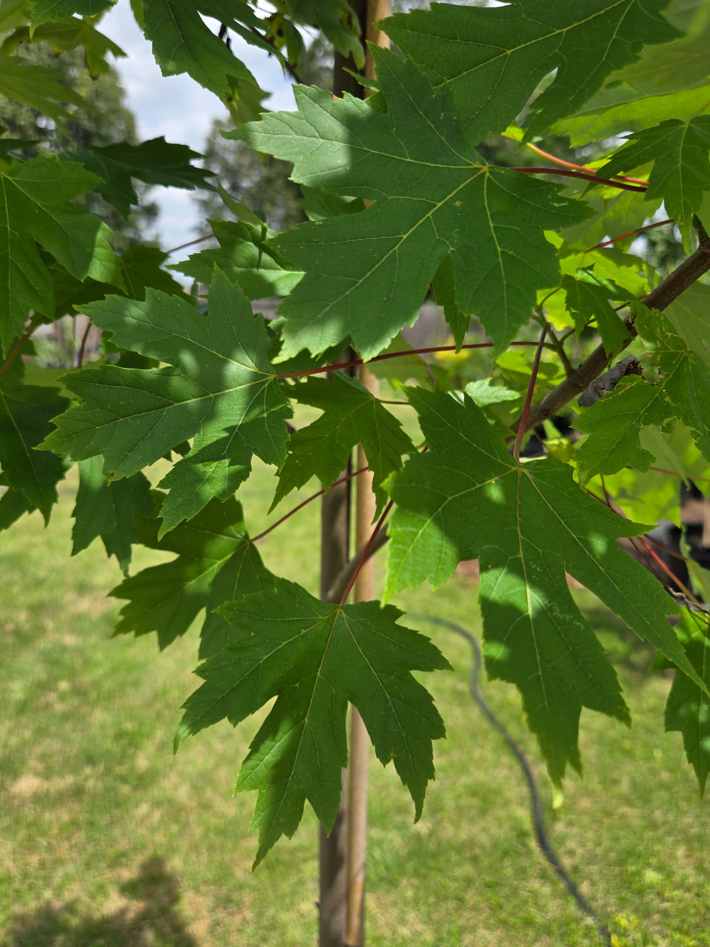 Autumn Blaze Red Maple ('Acer x freemanii 'Jeffersred' Freeman Red Maple)