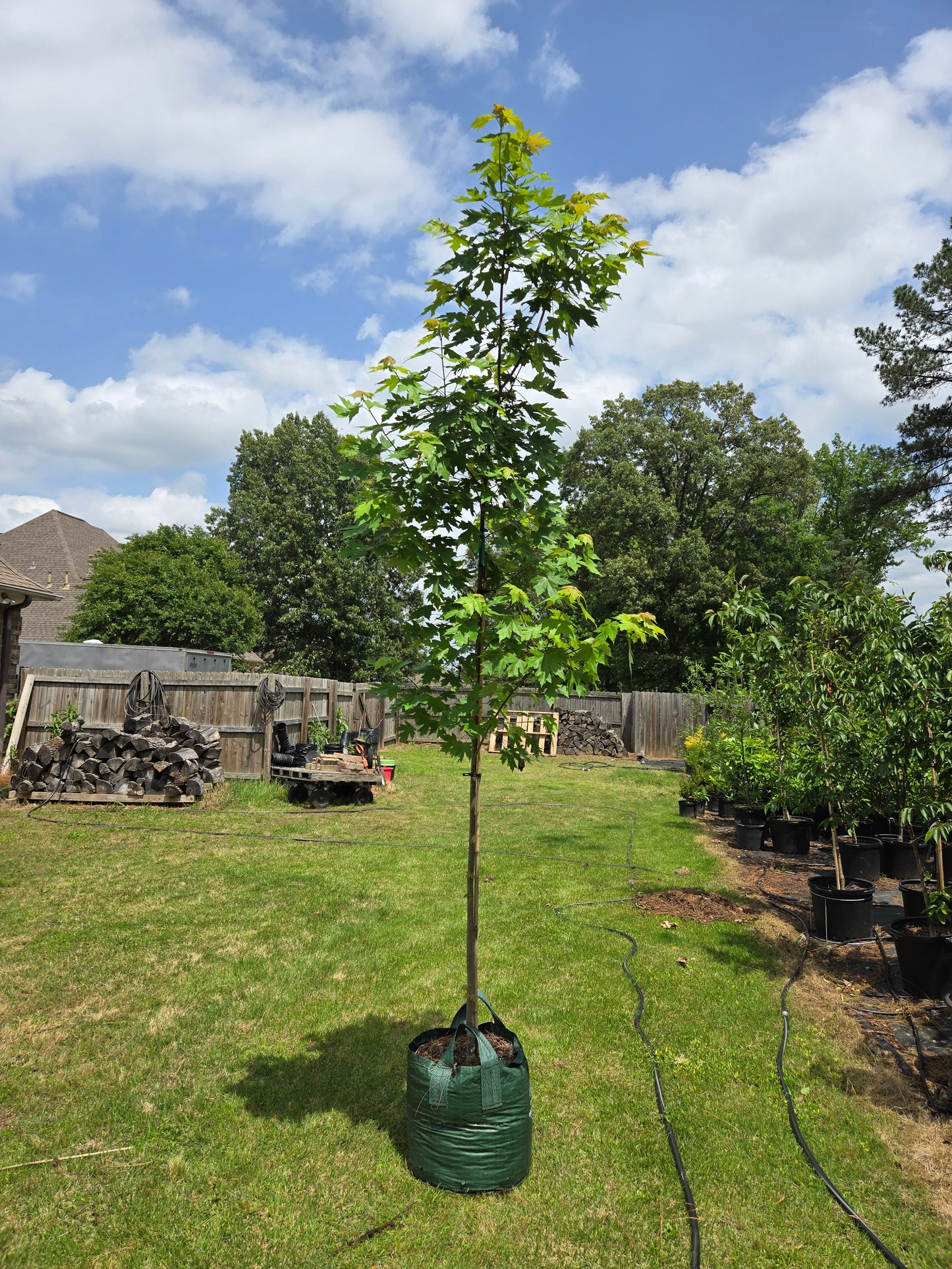 Autumn Blaze Red Maple ('Acer x freemanii 'Jeffersred' Freeman Red Maple)