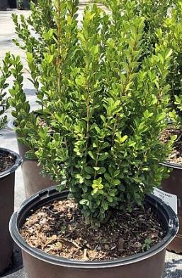 Buxus macrophylla asiaticum 'Greggem' Boxwood 'Baby Gem'