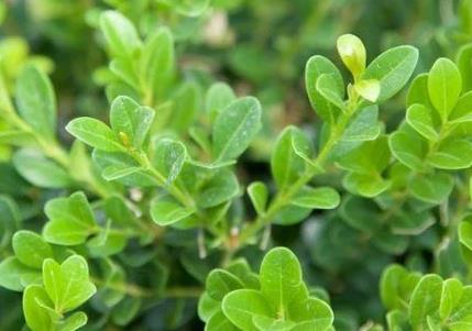 Buxus macrophylla asiaticum 'Greggem' Boxwood 'Baby Gem'