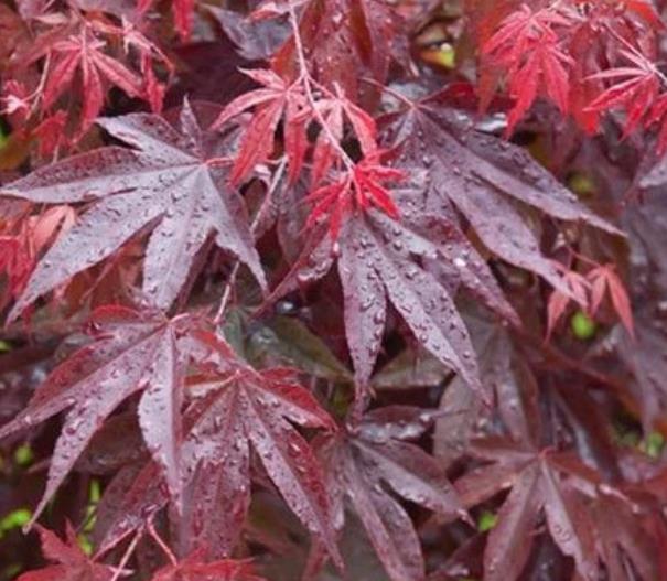 Bloodgood Japanese Maple Acer palmatum