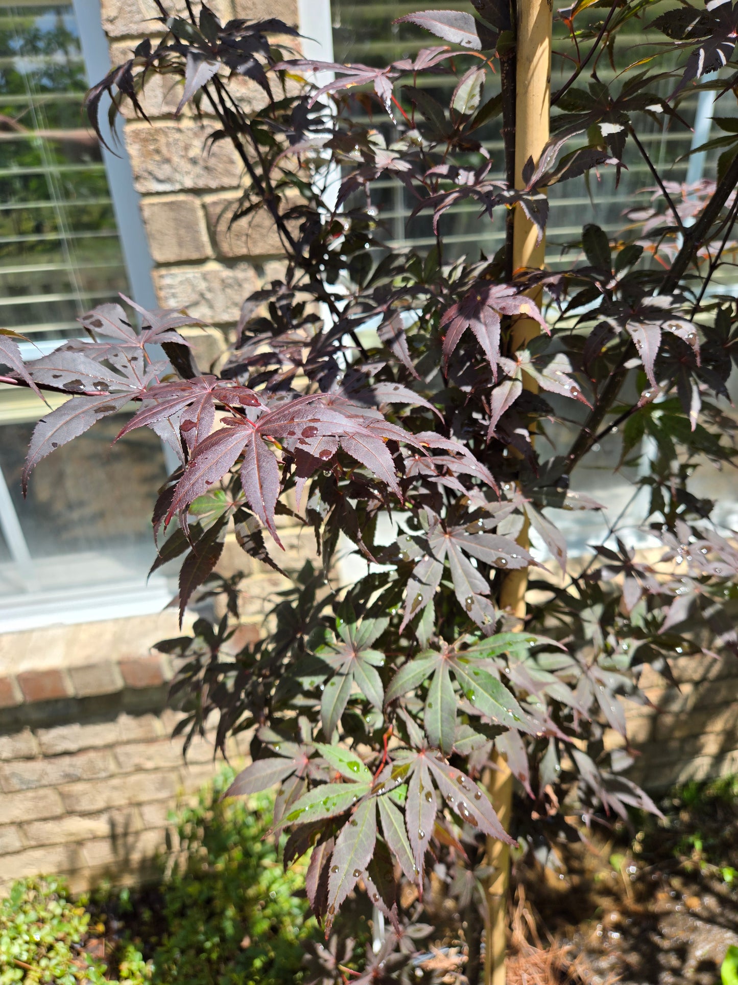 Bloodgood Japanese Maple Acer palmatum