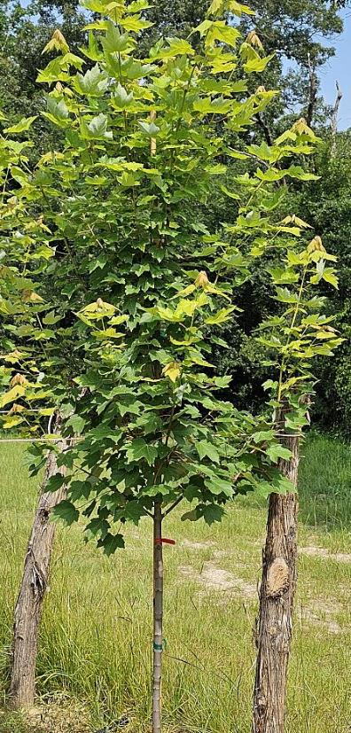 Brandywine Red Maple 'Acer rubrum '