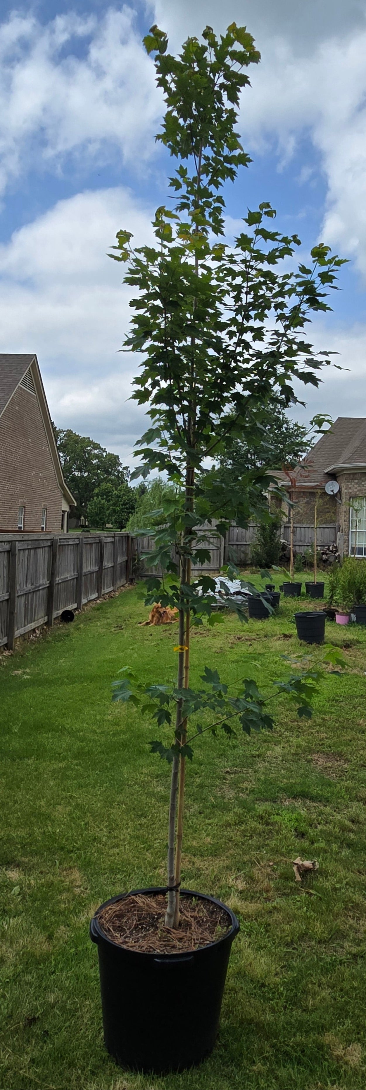 Brandywine Red Maple 'Acer rubrum '