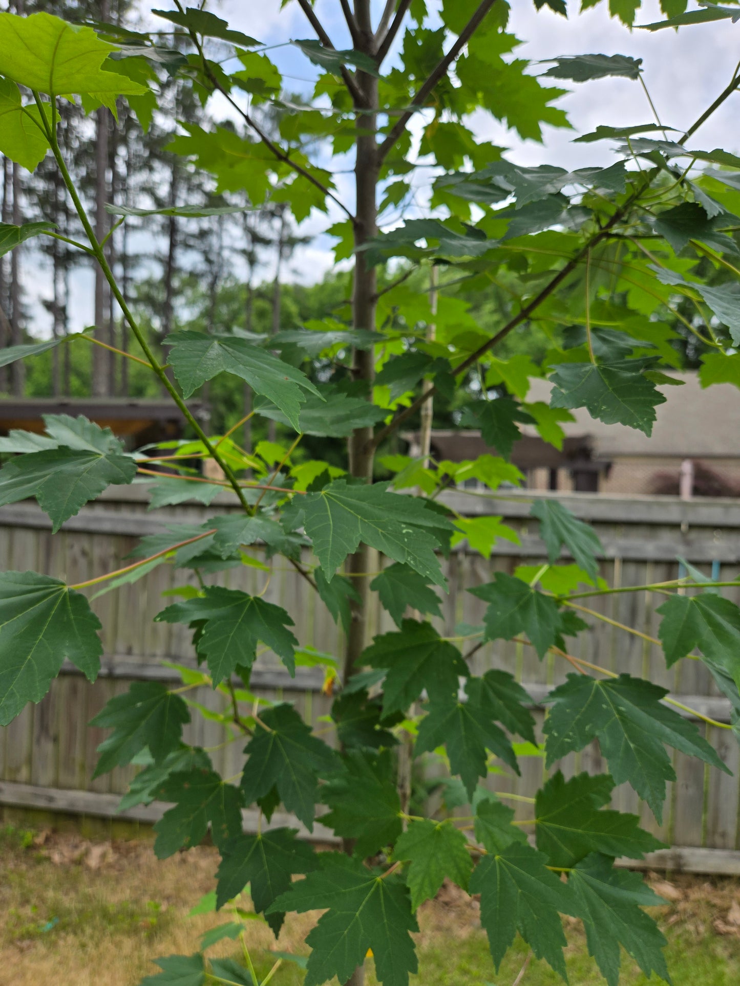 Brandywine Red Maple 'Acer rubrum '