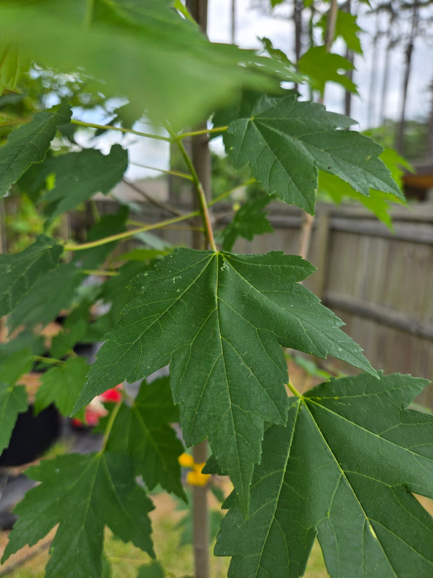 Brandywine Red Maple 'Acer rubrum '