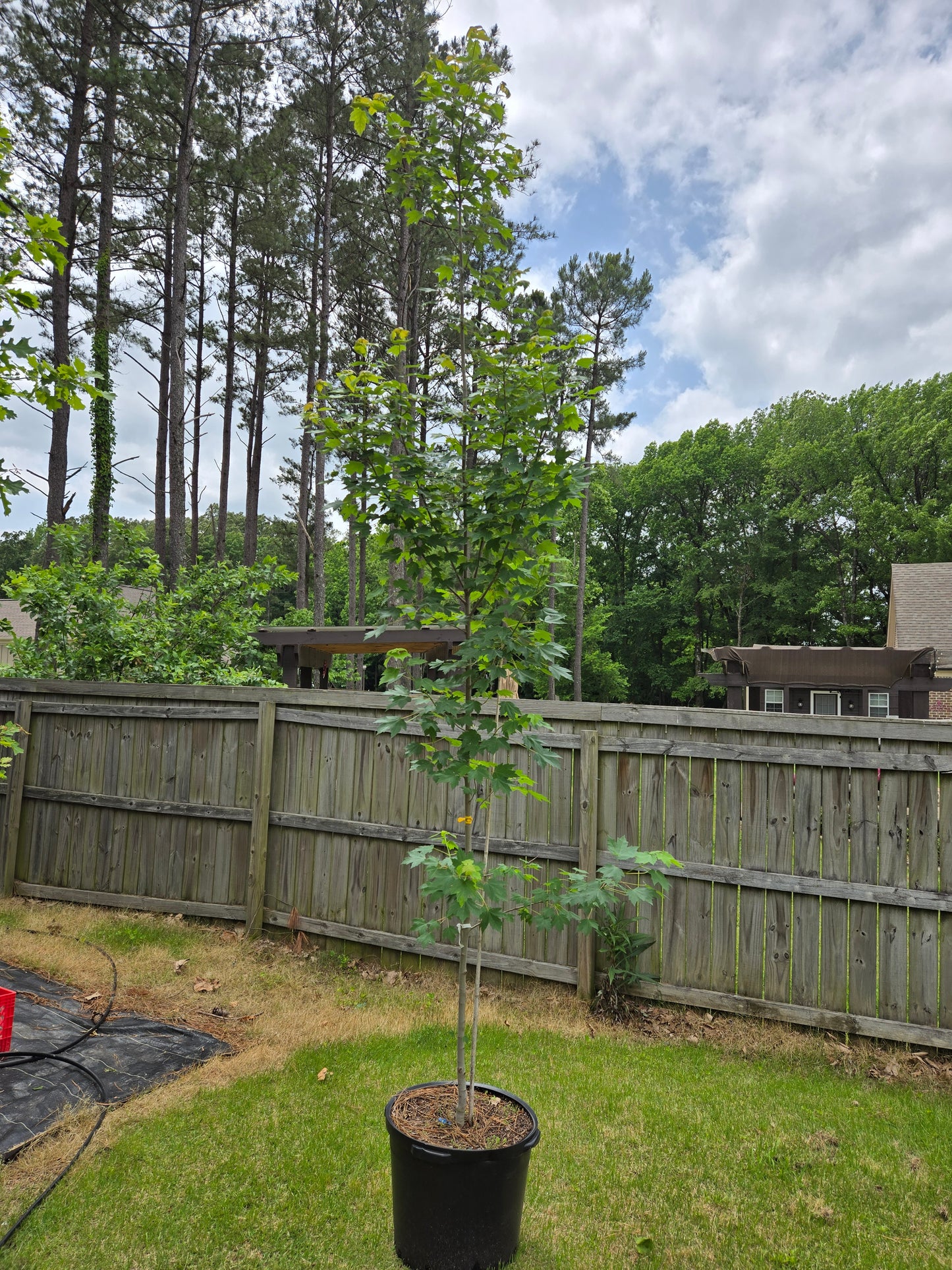 Brandywine Red Maple 'Acer rubrum '