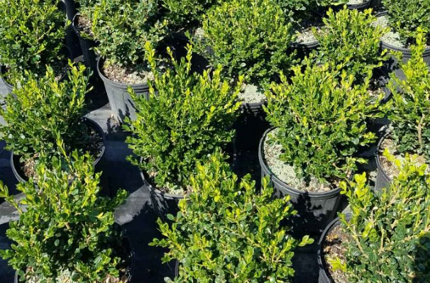 Buxus microphylla 'Wintergreen' Littleleaf Boxwood
