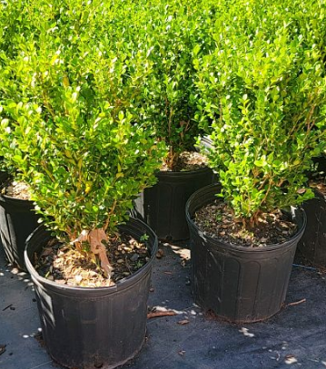 Buxus microphylla 'Wintergreen' Littleleaf Boxwood