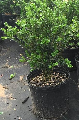 Buxus microphylla 'Wintergreen' Littleleaf Boxwood