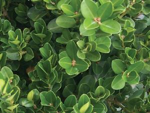 Buxus microphylla 'Wintergreen' Littleleaf Boxwood