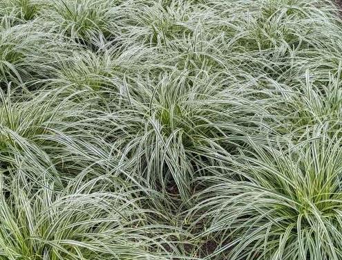 Carex oshimensis 'Feather Falls' Oshima kan suge, Japanese Sedge, Carex hachijoensis