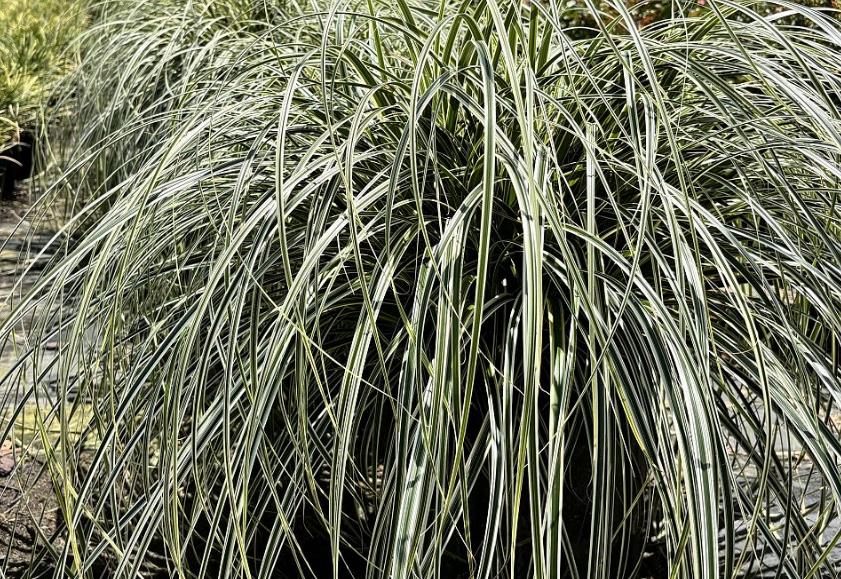 Carex oshimensis 'Feather Falls' Oshima kan suge, Japanese Sedge, Carex hachijoensis