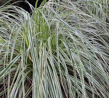 Carex oshimensis 'Feather Falls' Oshima kan suge, Japanese Sedge, Carex hachijoensis