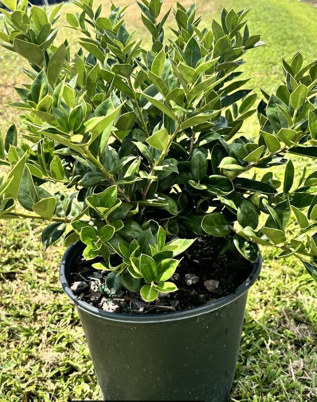 'Carissa' Chinese holly, Ilex cornuta Horned Holly