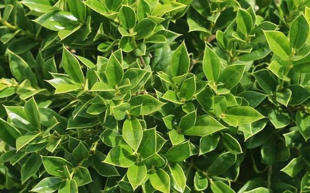 Carissa Chinese holly, Ilex cornuta Horned Holly