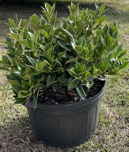 Carissa Chinese holly, Ilex cornuta Horned Holly