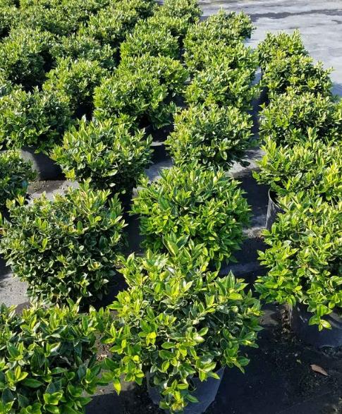 Carissa Chinese holly, Ilex cornuta Horned Holly