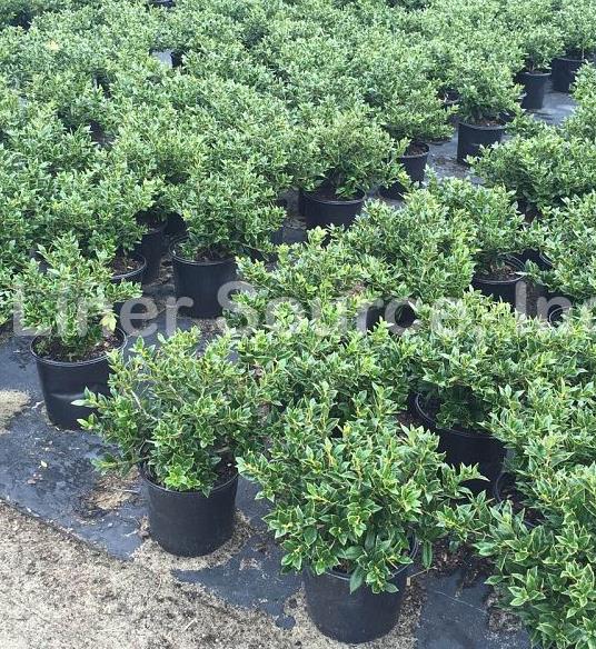Carissa Chinese holly, Ilex cornuta Horned Holly