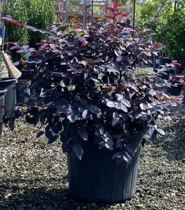 Loropetalum chinense rubrum 'Carolina Midnight' Razzleberry