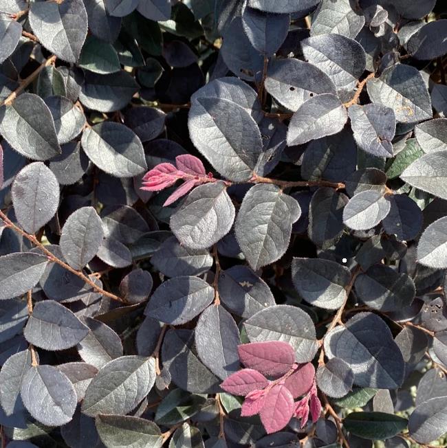 Loropetalum chinense rubrum 'Carolina Midnight' Razzleberry