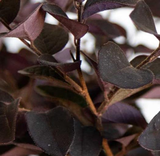 Loropetalum chinense rubrum 'Carolina Midnight' Razzleberry