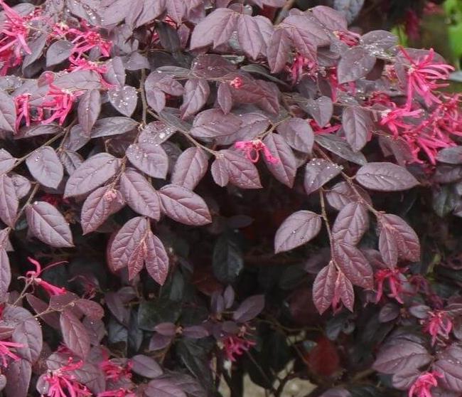 Loropetalum chinense rubrum 'Carolina Midnight' Razzleberry