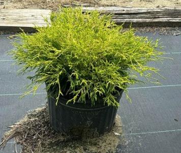 Chamaecyparis Gold Mop