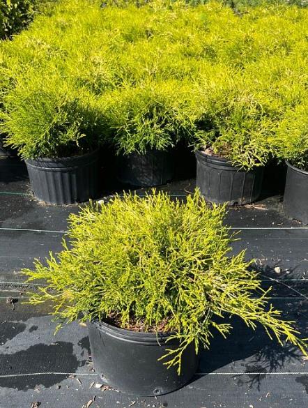 Chamaecyparis Gold Mop
