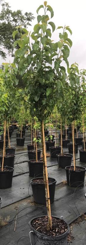 Cleveland Pear Tree Callery Pear Pyrus calleryana Cleveland Select