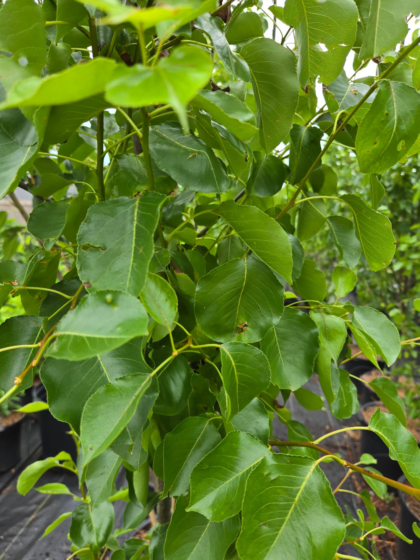 Cleveland Pear Tree Callery Pear Pyrus calleryana Cleveland Select