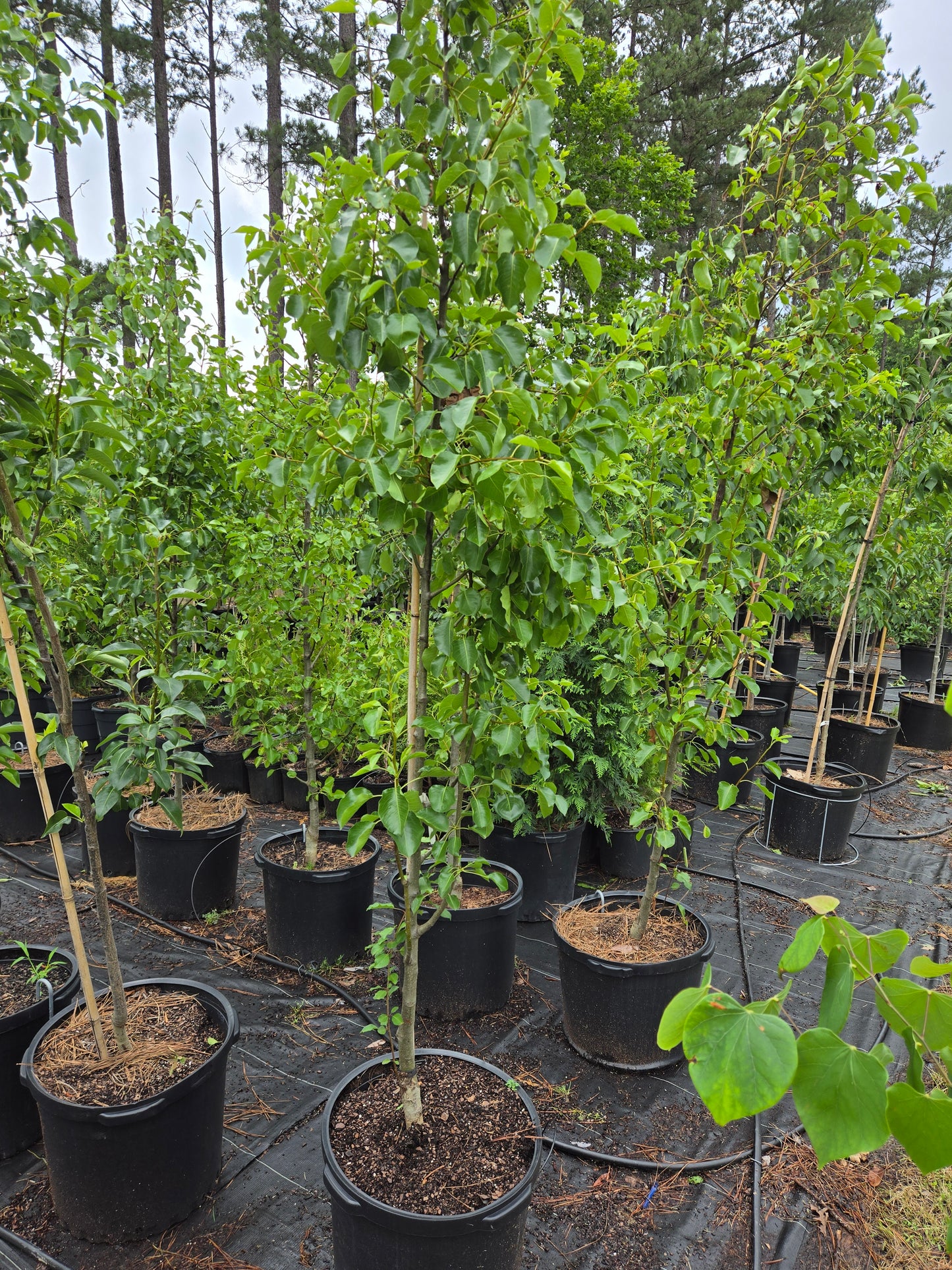 Cleveland Pear Tree Callery Pear Pyrus calleryana Cleveland Select