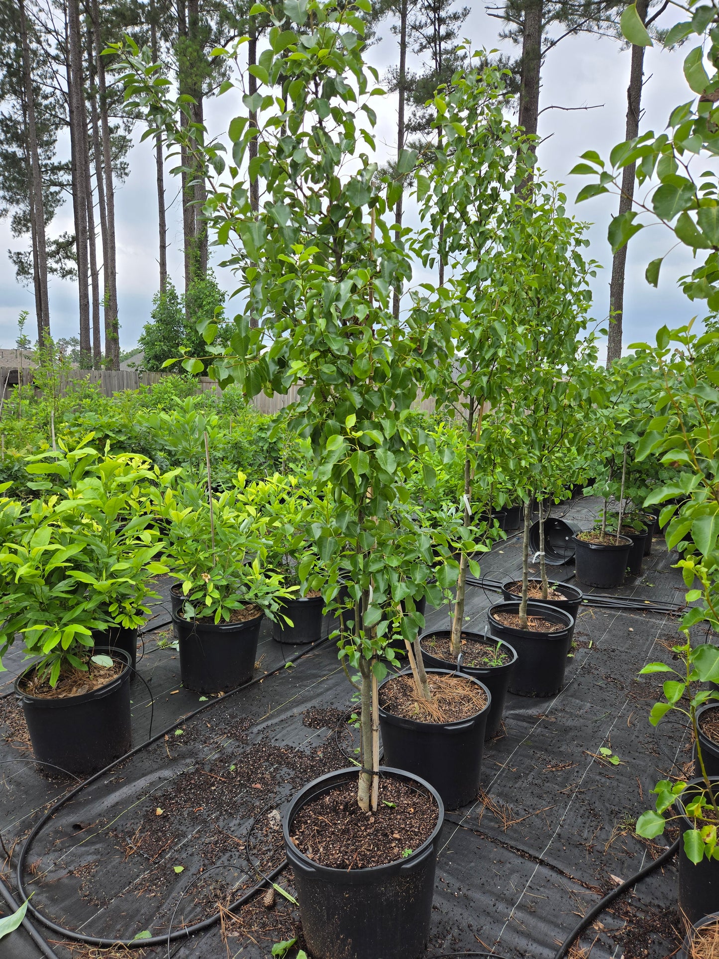 Cleveland Pear Tree Callery Pear Pyrus calleryana Cleveland Select