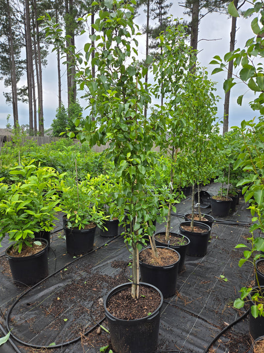 Cleveland Pear Tree Callery Pear Pyrus calleryana Cleveland Select