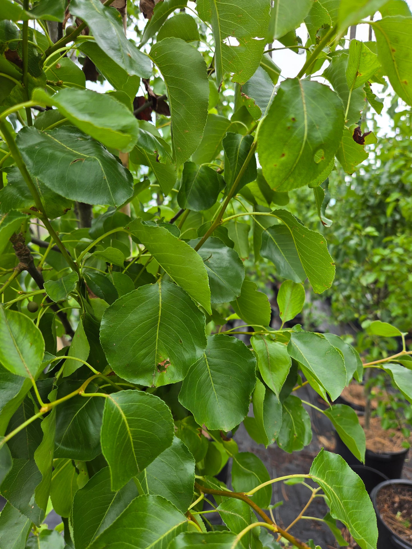 Cleveland Pear Tree Callery Pear Pyrus calleryana Cleveland Select