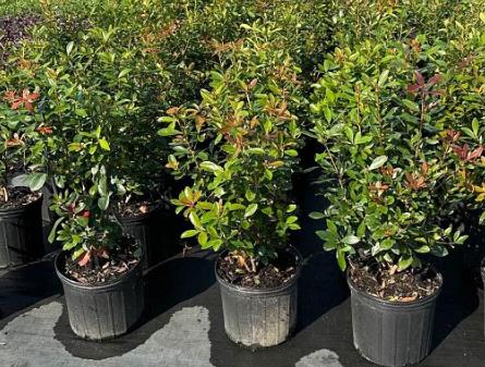 Cleyera japonica