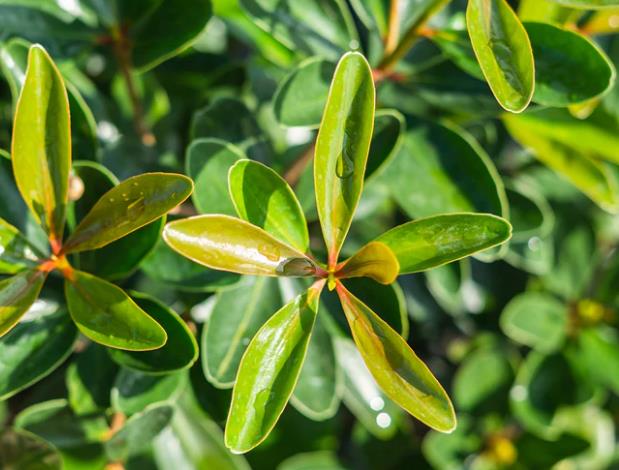 Cleyera japonica