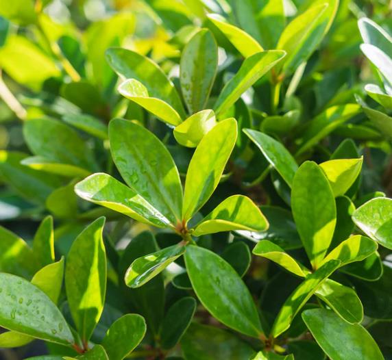 Cleyera japonica