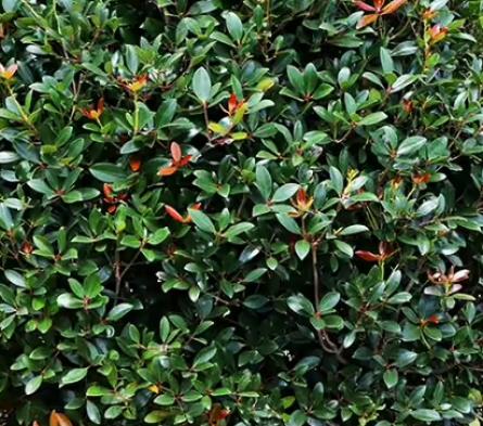Cleyera japonica