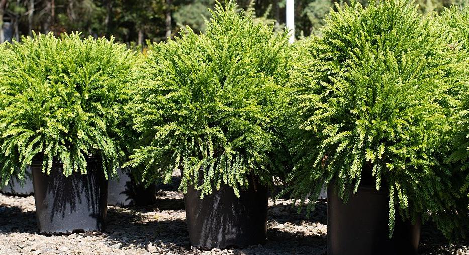 Cryptomeria japonica 'Globosa Nana' Japanese Cedar