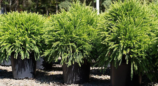 Cryptomeria japonica 'Globosa Nana' Japanese Cedar
