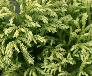 Cryptomeria japonica 'Globosa Nana' Japanese Cedar