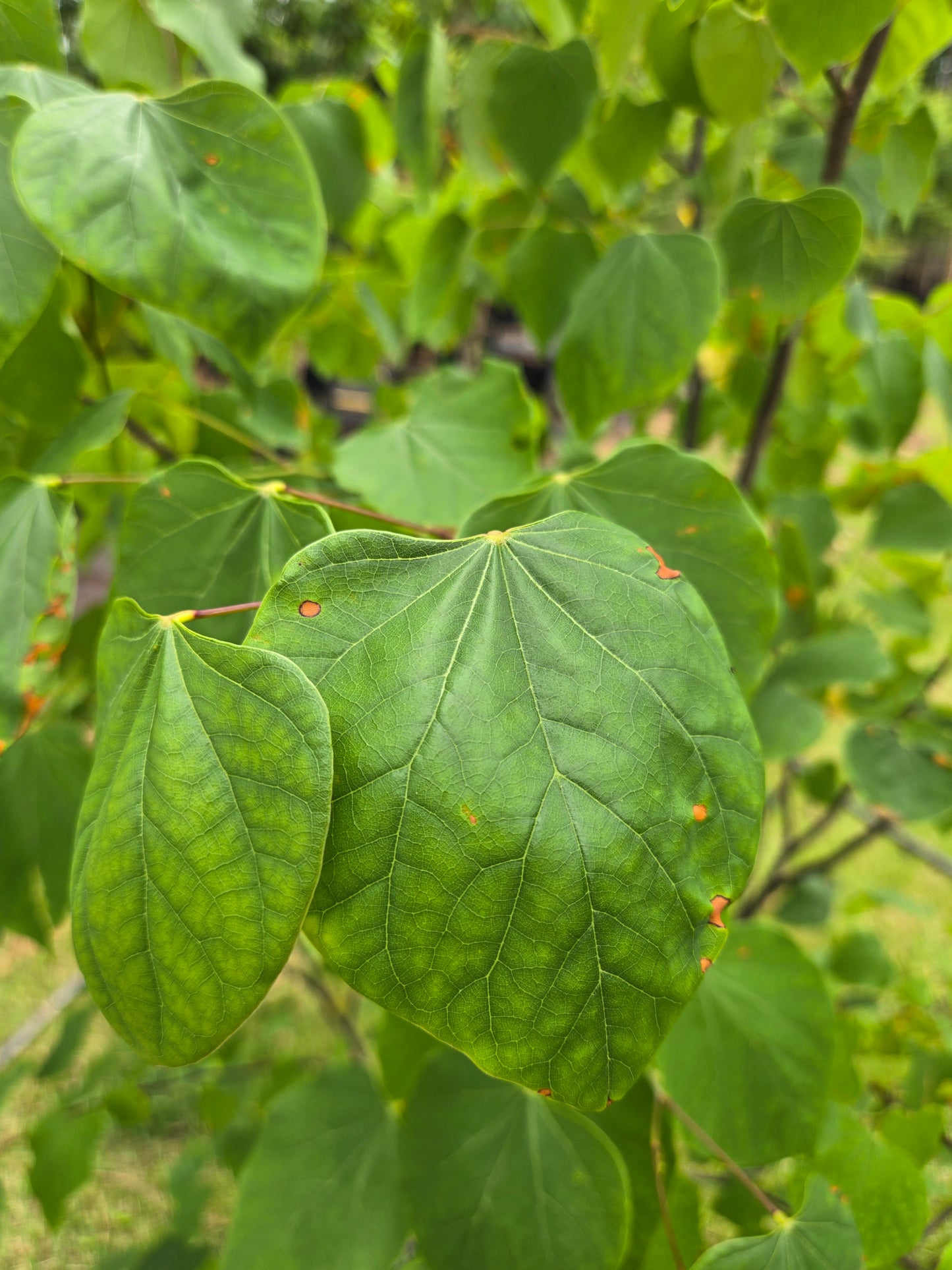 Eastern Redbud Cercis canadensis