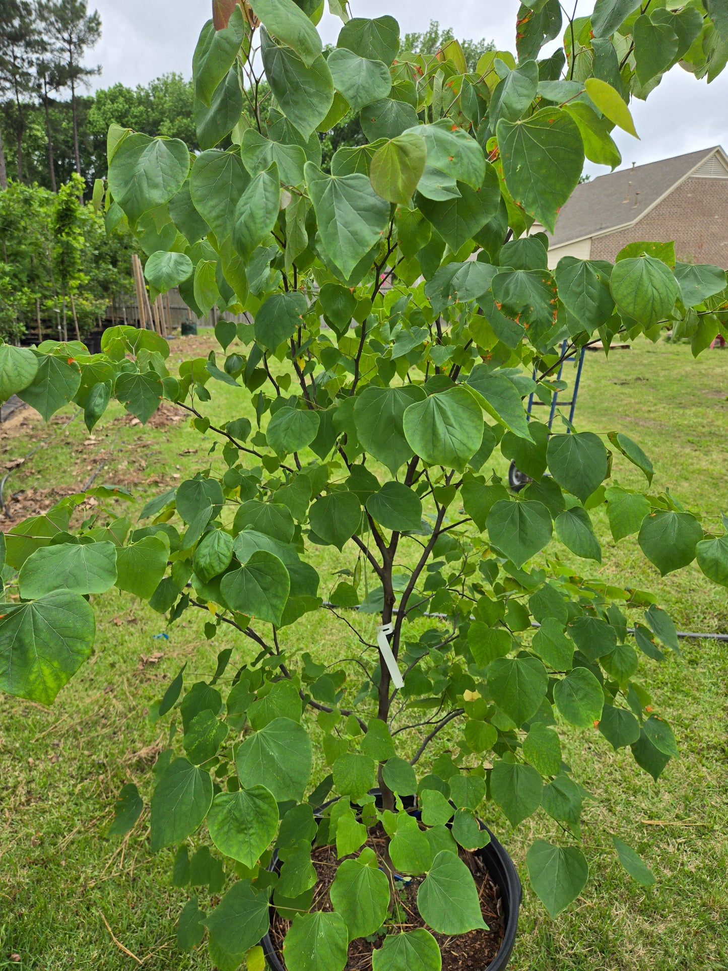 Eastern Redbud Cercis canadensis